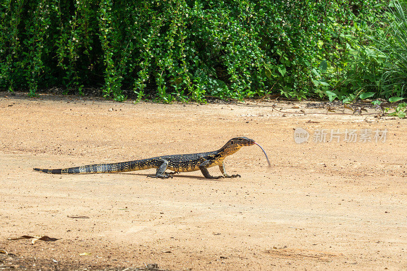 年轻的亚洲水监测蜥蜴(Varanus salvator)伸出舌头在街上